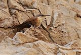 Canyon Wren